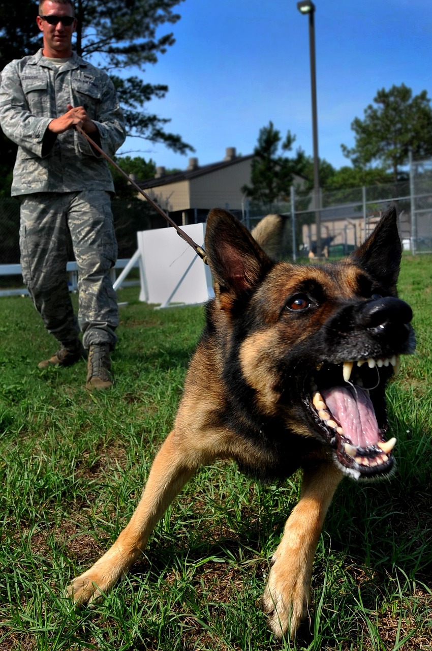 Mastering the First Impression: Your intriguing post title goes here dog, canine, pet, growling, bark, barking, training, animal, alert, nature, outside, man, trainer, military, german shepherd, macro, close-up